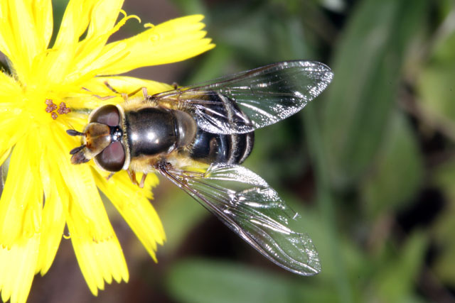 Scaeva pyrastri - Copyright Denis Bourgeois